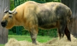 Szecsuán takin